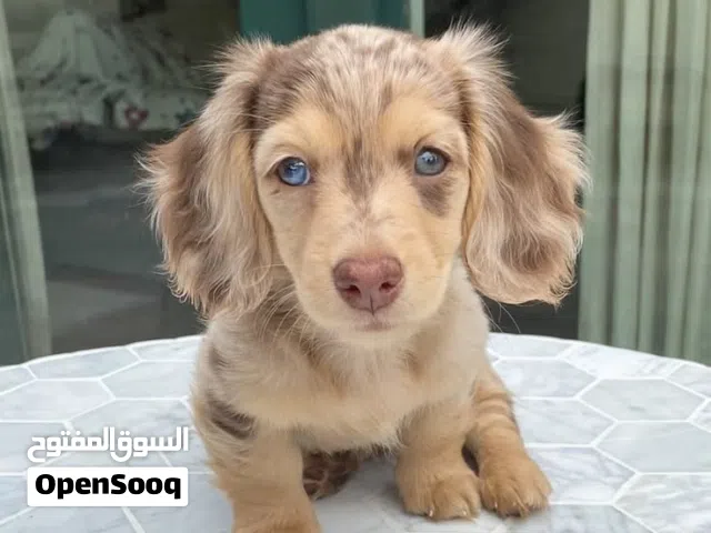 dachshund puppies
