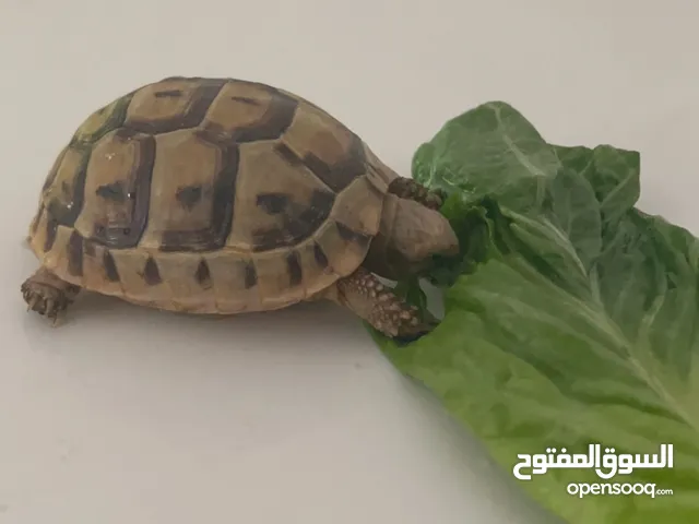 Turle named Eeya one year old