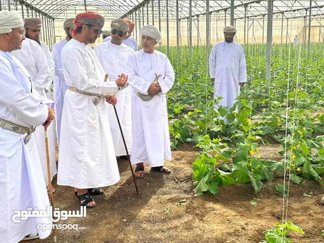 أسمده ومبيدات واستشارات زراعيه ومتابعه البيوت المحميه وعلاج امراض وفطريات النبات وذيادة الإنتاج