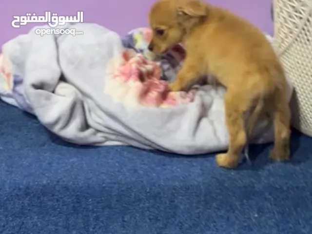 Japanis spitze للبيع