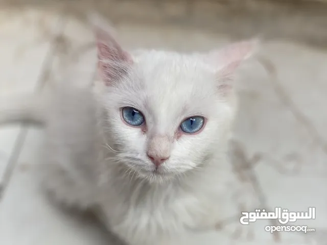 قطة شيرازي نثية العمر 4 اشهر السعر ب 50