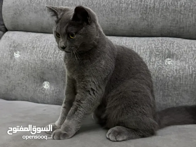 سنور سكوتش فولد