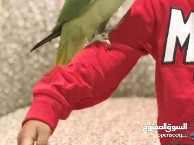 Friendly Alexandrine parrot Hand Tamed
