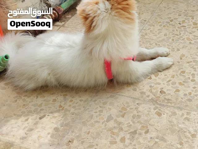 كلب موبرينيان ذكر عمره خمس شهور ومعه دفتره