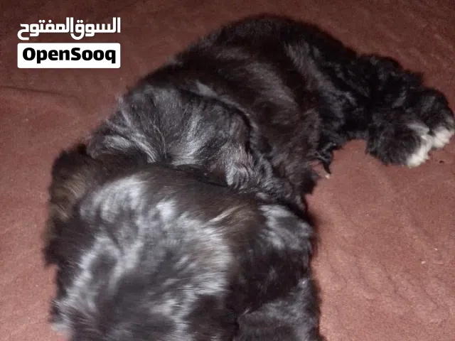 جرو مالتيز