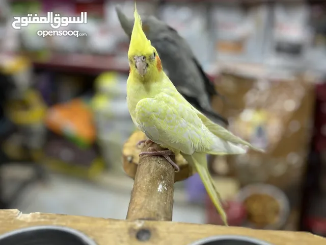 كوكتيل طفرة بريل أليف مع حبة سكني