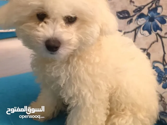 Toy poodle 3 months so playful and adorable