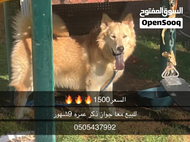 كلب وايت شيبرد امه هاسكي