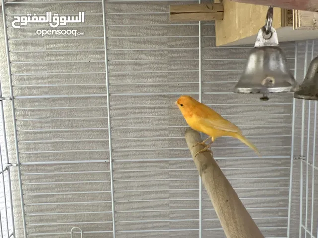كناري ذكر حركي