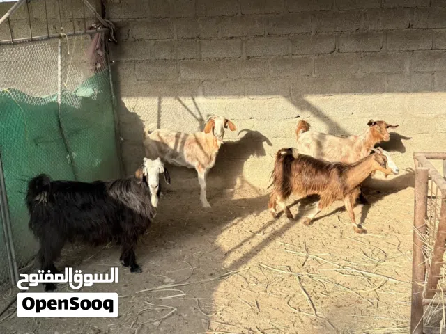 يوجد لدينا ذبايح عمانيات سمان فول يوجد لدينا خدمه الذح و التوصيل حسب الاتفاق الذبايح سمان فول