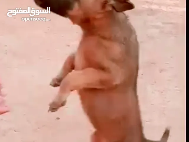 جرو مالينوا للبيع