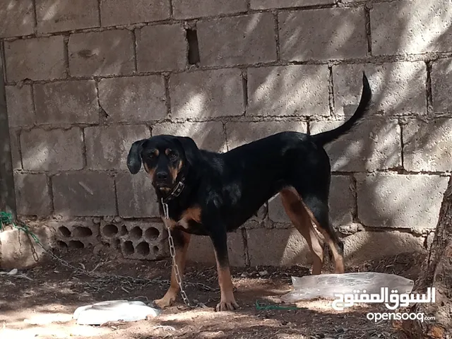 متاح كلبة للبيع المستعجل