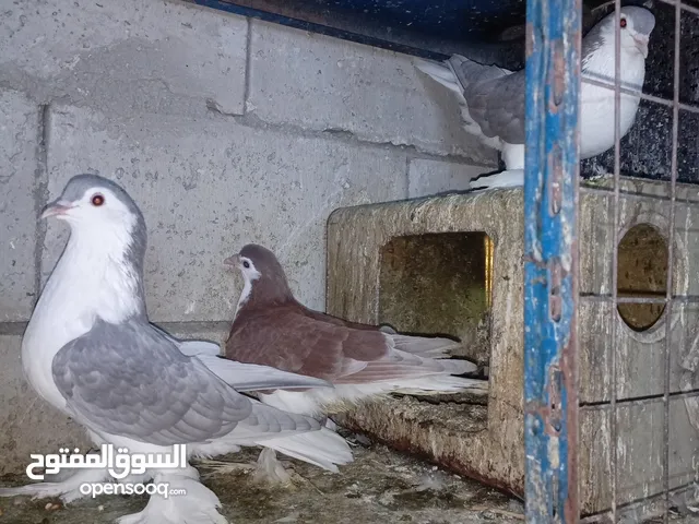 26 جوز حمام زق صحه ونظافه شغلات حلوات مرتبات مشكلات خاليات من الامراض