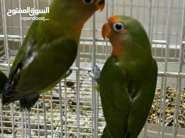 2 Green Opaline baby bird for sale its only 2month old