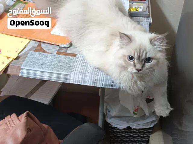 Persian Cats urgent Himalayan breed
