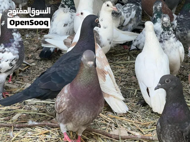 للبيع مجموعة حمام مختلفة الانواع يتوفر شمسي زاجل مكاو باكستاني هجين  وانواع اخرى  كل الطيور بصحة وعا