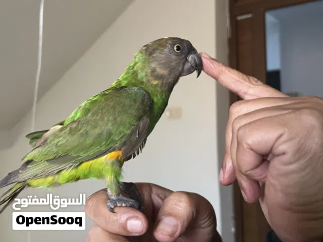 ببغاء سنغالي مروض للبيع