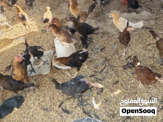 فرصة للمربين وأصحاب المزارع.. دجاج بلدي وفيومي نخب أول!بسعرررررر حرررررق