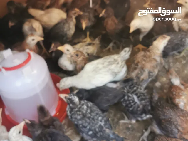 صوص بلدي عمر شهر ونصف صحه ونظافه تبارك الرحمن