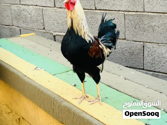 ديوجهً لبيع