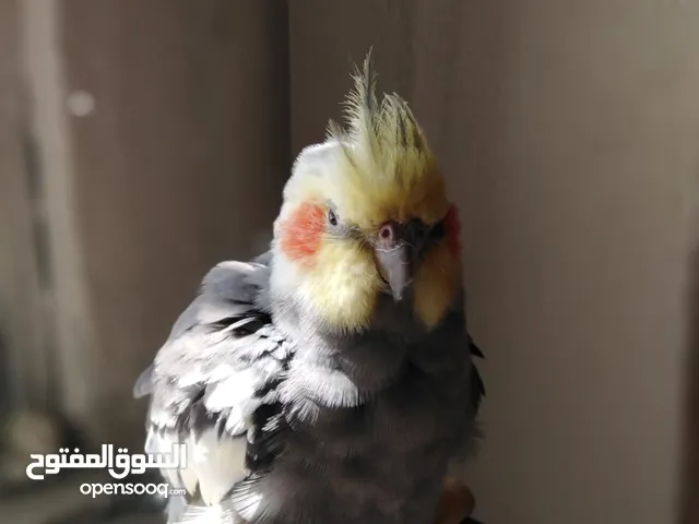 كوكتيل ذكر جاهز حبشي جامبو بغرد اكثر من تغريده