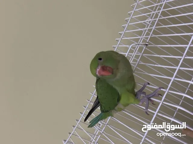ببغاء دره الهندي للبيع قابل للتفاوض