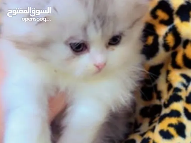 سكوتش فولد ذكر اطراف قصيرة