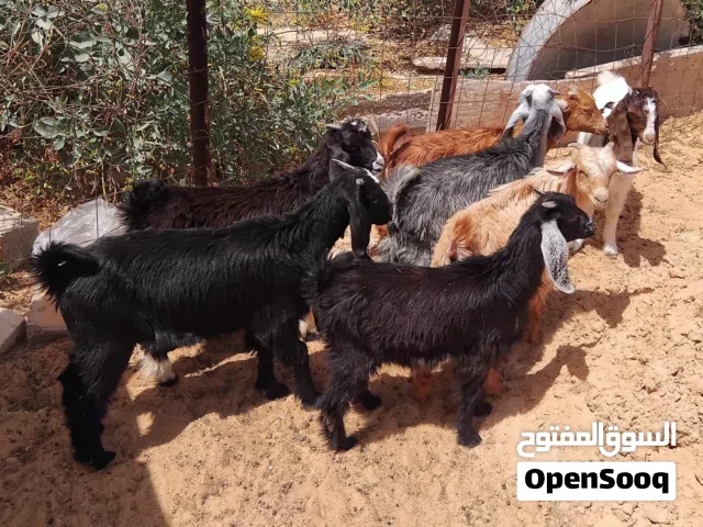 بسم الله توكلنا على الله 4 عنايق معاهم 3 جديان للبيع أعمارهم من 3 إلى 4 شهور خاليات من العيوب
