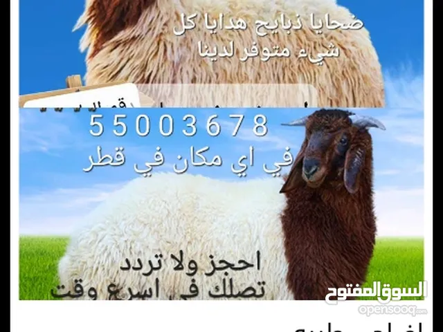خرفان بلديه طيبه