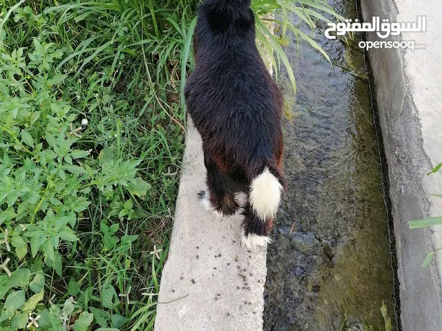 جدي عماني للبيع سمنه طيبه