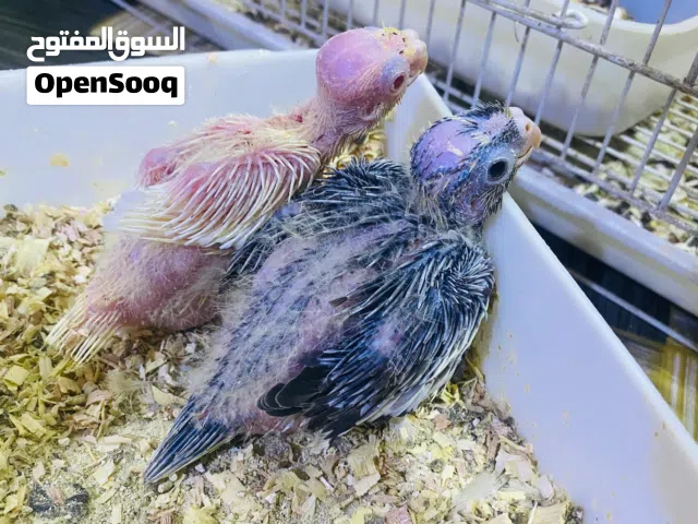 متاح كوكتيلات افراخ بعدهن جوه امهاتهن