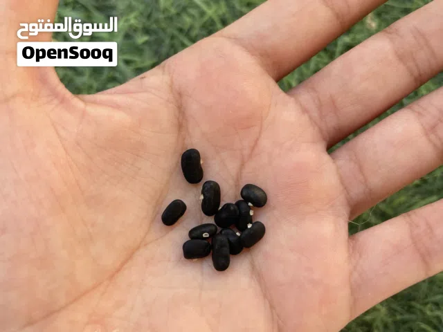 بذور شاي ازرق