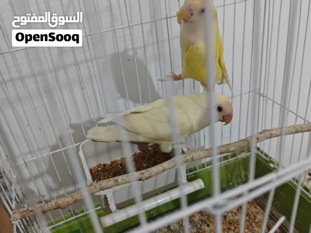 كوبية بركديلو مصوقرة ربي يبارك وحجم ماشاء الله
