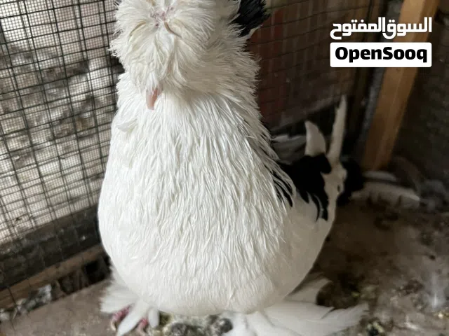 فحل دمكش ضخم وجاهز للبيع او اذا اكو نثيه شراي