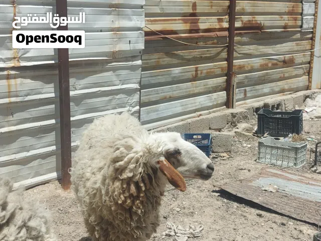 نعجه هرفيه بعدها بكر ارباية بيت