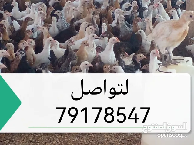 دجاج للبيع تهجين عماني فرنسي صحار خور السيابي تواصل مع جليل