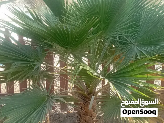 شجر واشنطونيا