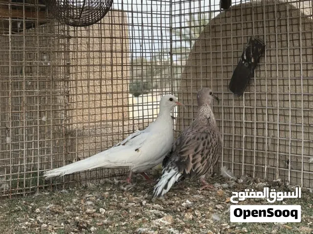 مطلوب ذكور نفس الالوان في صوره