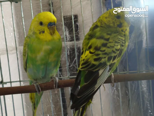 عصافير بادجي ذكر رينبو أنثى بادجي عادي الجوز الله يبارك من قبل دحى اربعه دحيات  البيع (ريش) بدون قفص