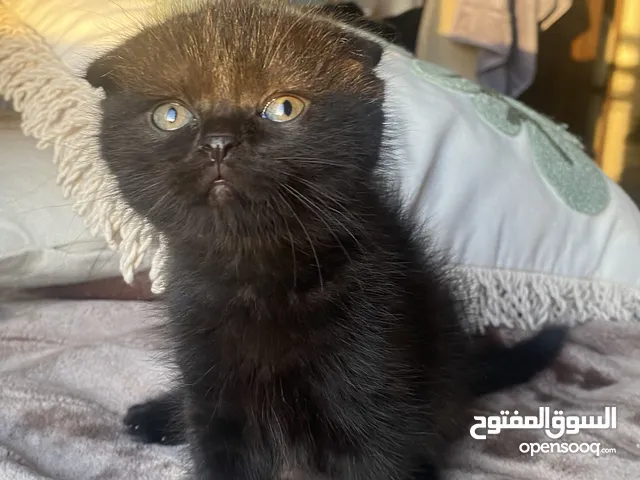 قط سكوتش فولد