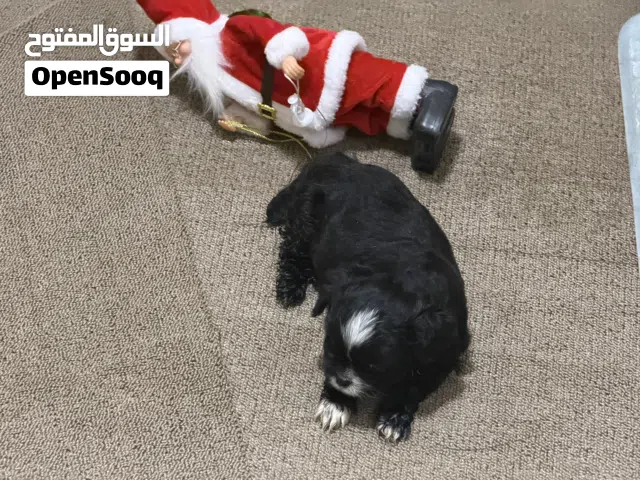 للبيع شيتزو العمر شهرين توه داش شهرين الجلب نضيف عيشت منزل