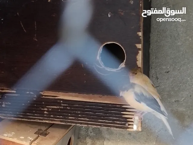 كنار عدد 6 للبيع