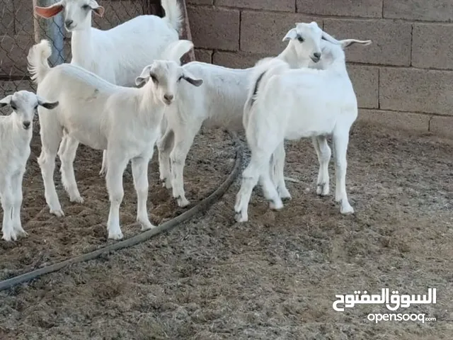 ماعز بيشيات للبيع