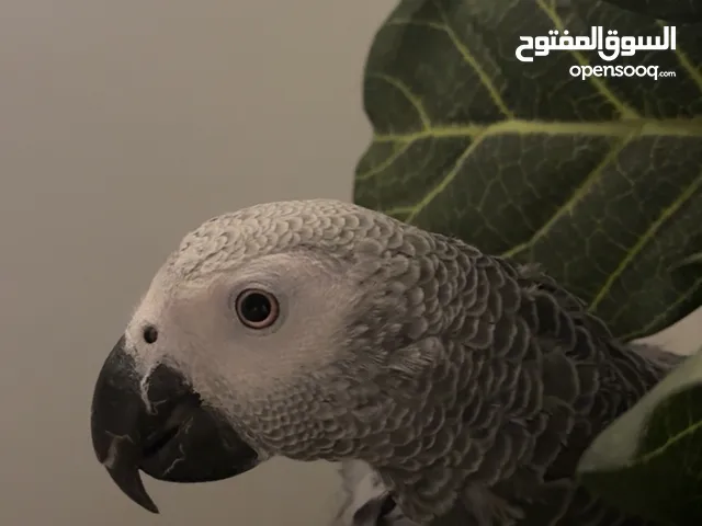كاسكو اليف