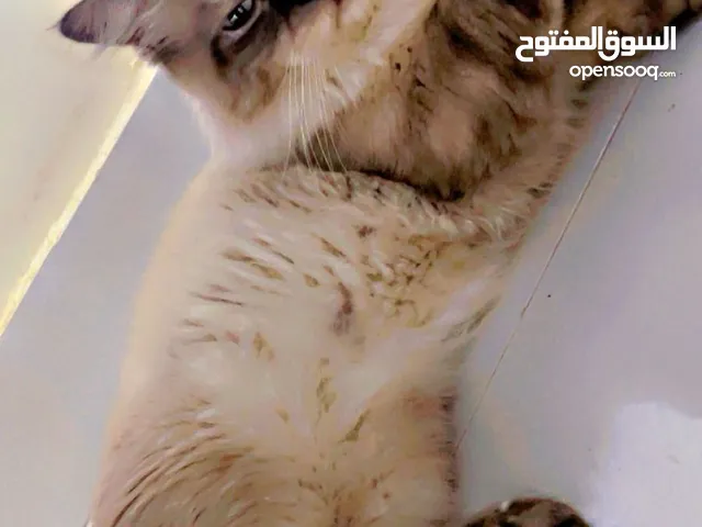 قط من نوع ( هملايا ) ، ذكر