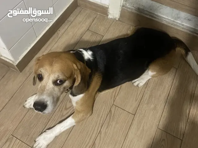 beagle (4years old)