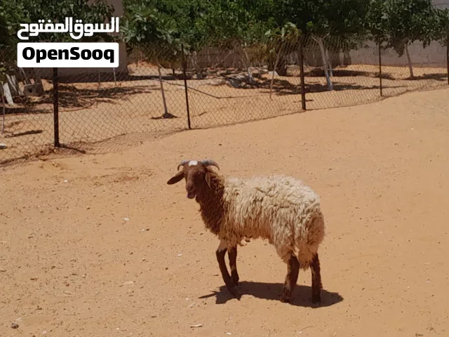 خروف وطني الله يبارك عمره ف7شهور سليم مشالله..