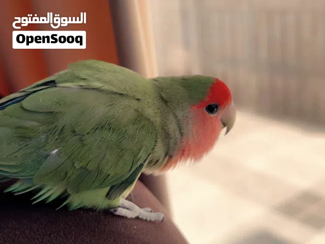 handtame lovebird/ طائر حب أليف للبيع