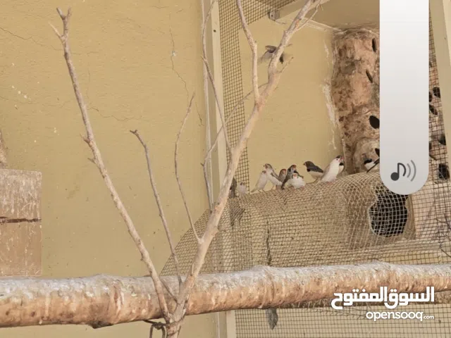 عصافير زيبرا هولندي