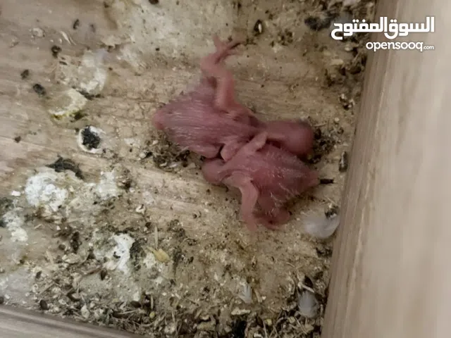 انثى بادجي مع فرخين